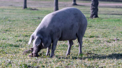 Cerdo
